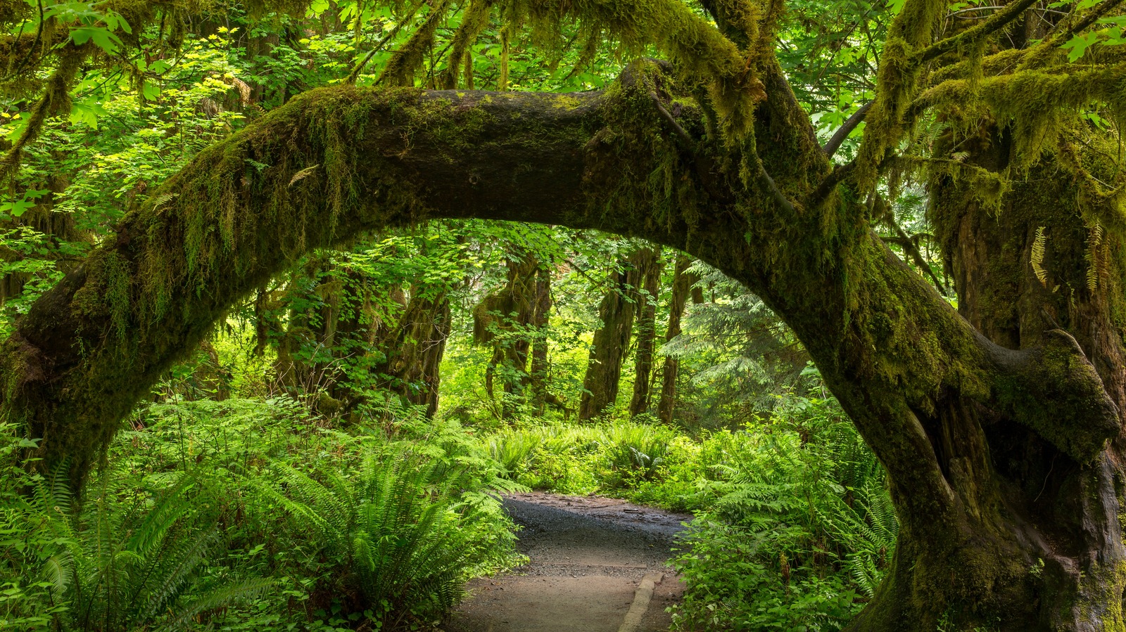 Temperate Rain Forests - Olympic National Park (U.S. National Park