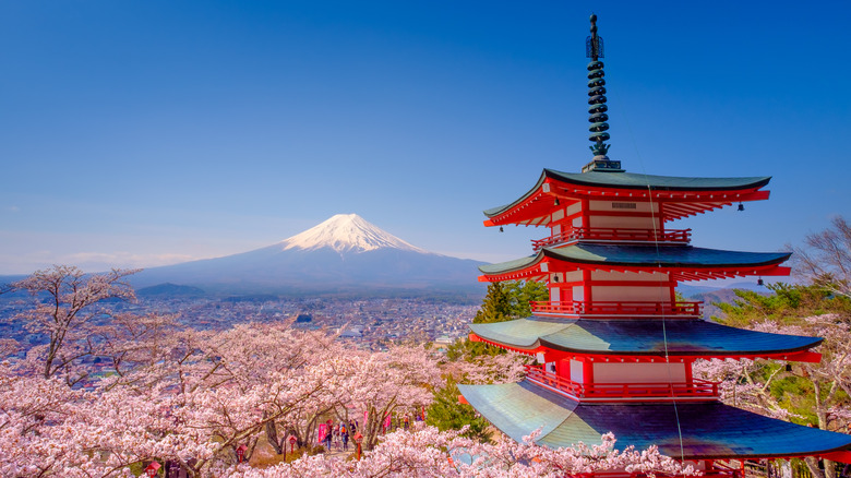 Chureito Pagoda cherry blossoms