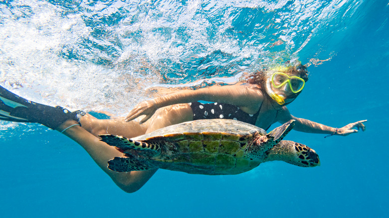 Swimming with Turtles