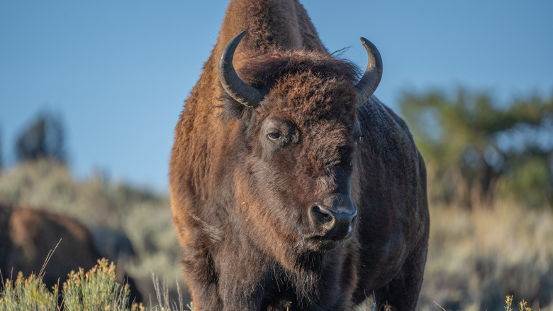 close-up of an American bison
