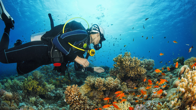 diver with fish and coral