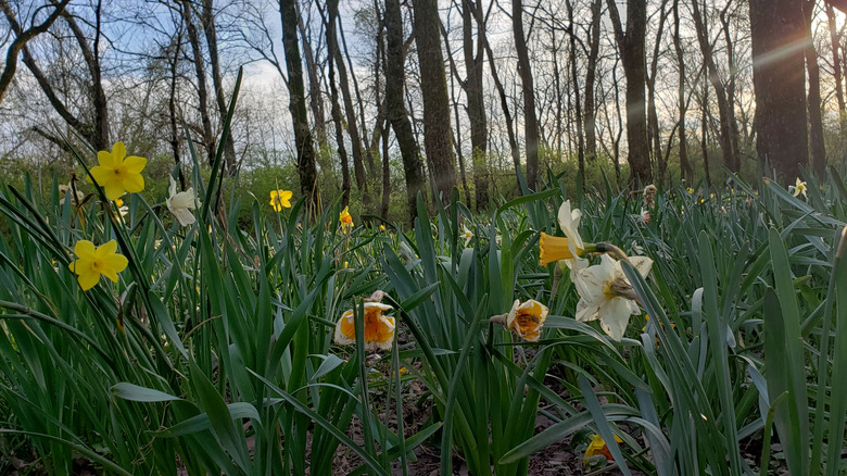 Spring in Franklin, Tennessee