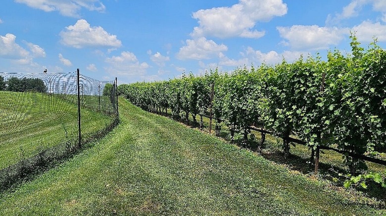 Vineyards at Boxwood Winery