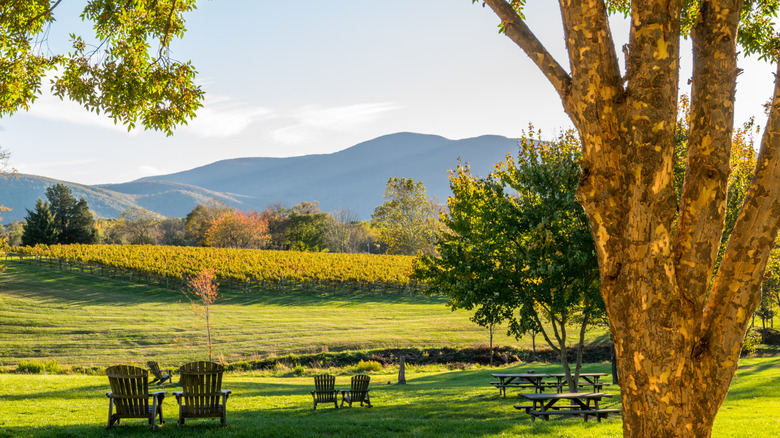 Panoramic view of Virginia vineyard