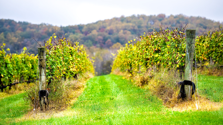 Vines at Virginia winery
