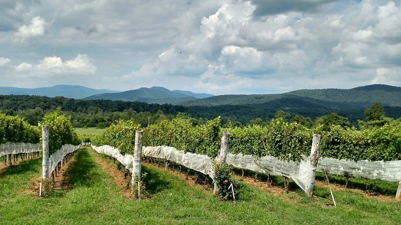 Vines at Stinson Vineyards