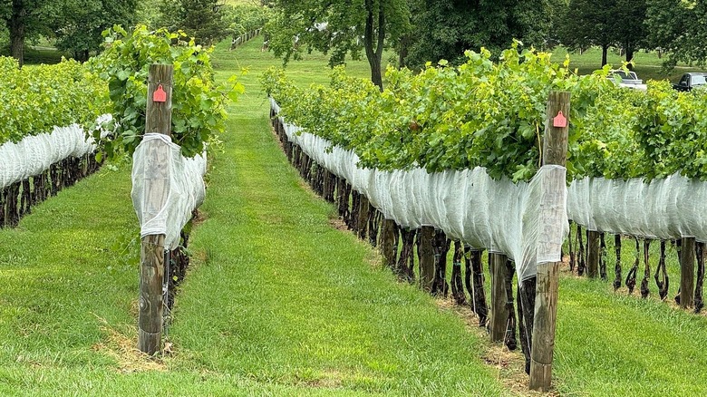 Vines at Veritas Vineyard and Winery