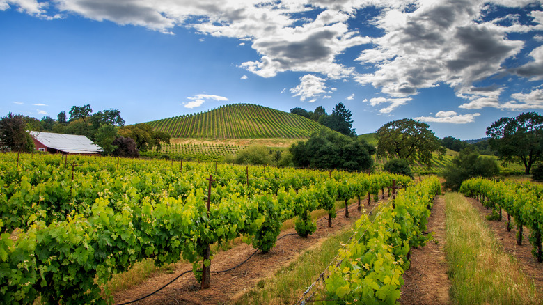 View of vineyards