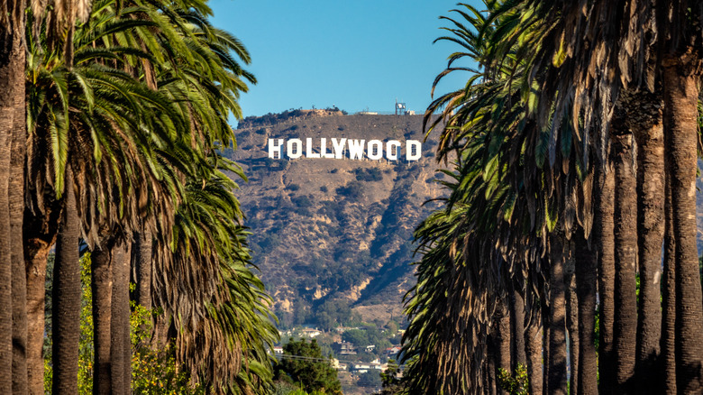 palm trees hollywood sign