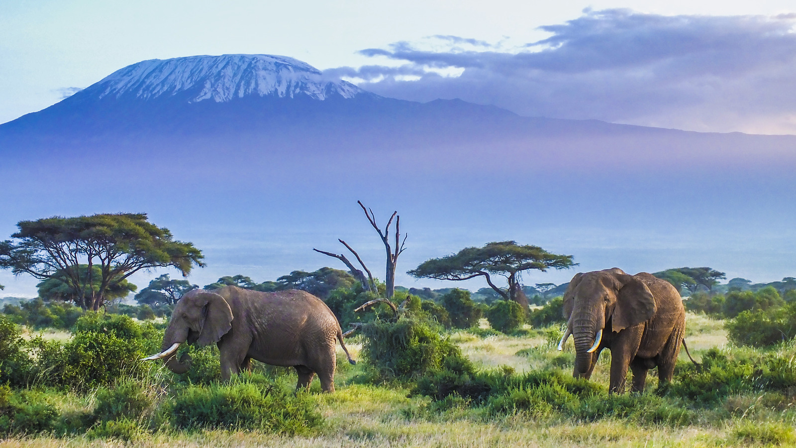 Kenya s Amboseli National Park Offers Some Of The Best Views Of Mount 