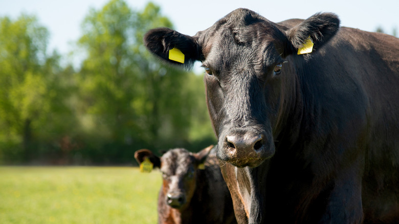 Two black Angus cows in the sunshine