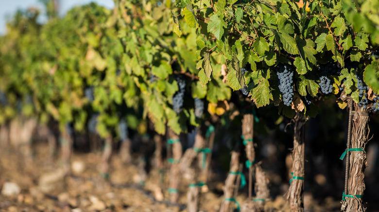 Cluster of grapes at a vineyard in Prosser