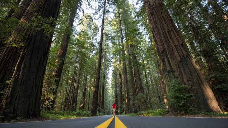 A man walking along a road among giant redwoods.