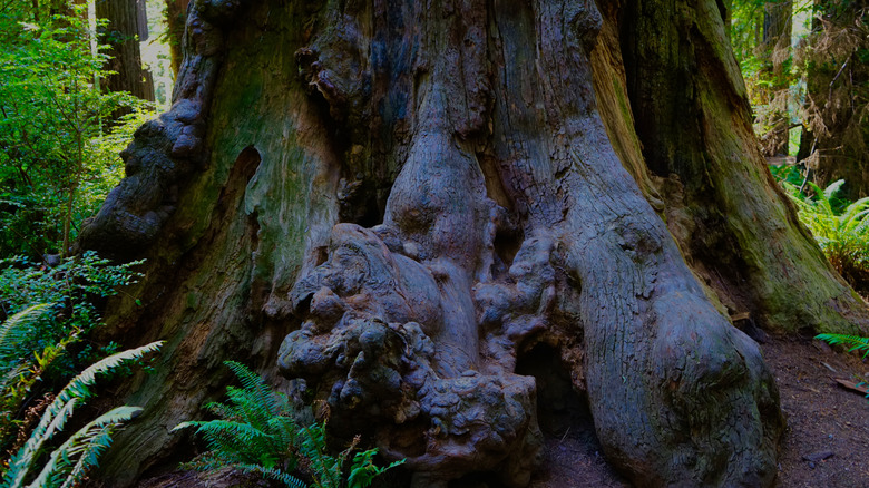 A burl at the base of a redwood tree.