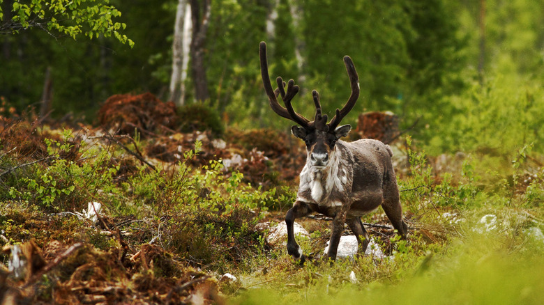 Wild reindeer in Dovrefjell-Sunndalsfjella National Park