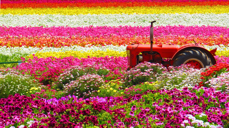 Carlsbad flower fields