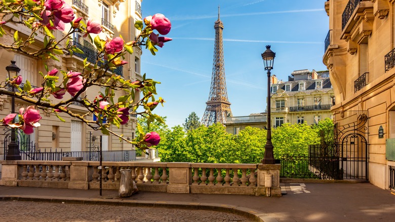 Flowering tree on Paris street path with Eiffel Tower in distance