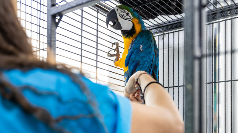 A human gently touches a caged bird
