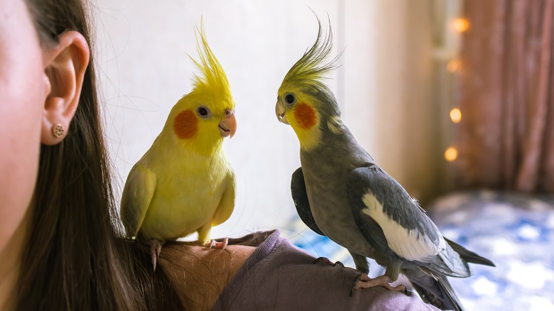 Two birds perch on a woman's shoulder