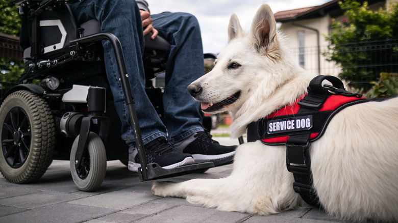 Service dog resting