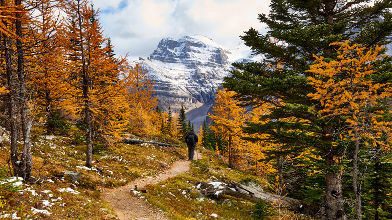 A solo hiker is going down a trail though autumn forest with a view on a snowcapped mountain