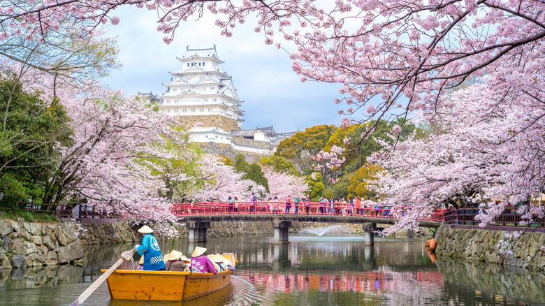 Himeji Castle, Japan, with beautiful cherry blossom in spring season above a river, red bridge, and wooden boat full of people in traditional hats