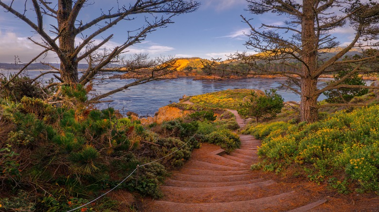 A hiking trail to Whaler's Cove in Point Lobos State Natural Reserve, California