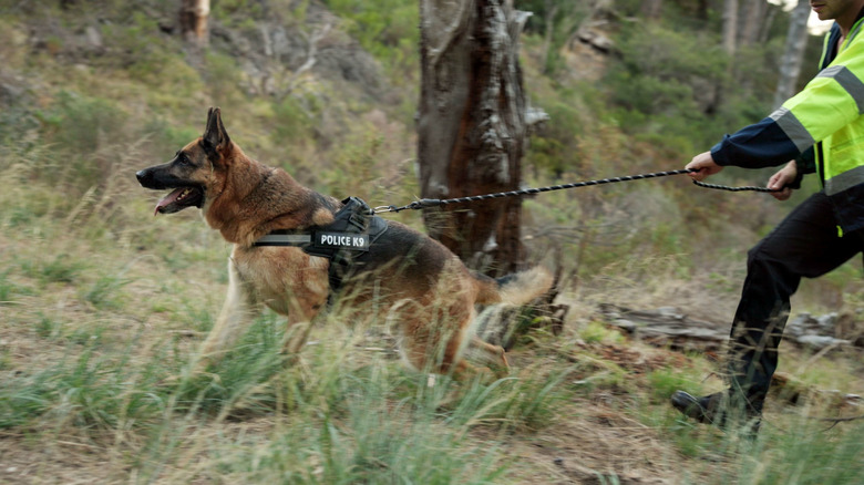 police with leashed dog searching in the woods