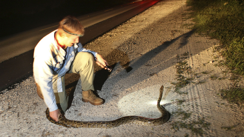 wildlife specialist catching python on Florida's Tamiami trail
