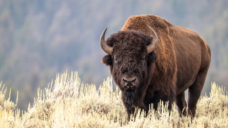 Bison in Yellowstone