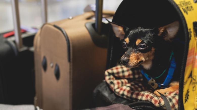 Dog in carrier at airport