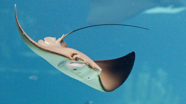 A stingray in the ocean