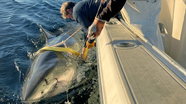 Researcher measuring Contender the great white shark beside boat