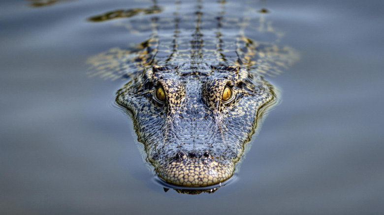A Florida alligator lurks in still water