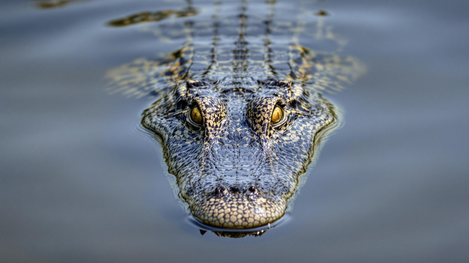 The Disturbing Dangers Of Paddling Florida's AlligatorInfested Waterways