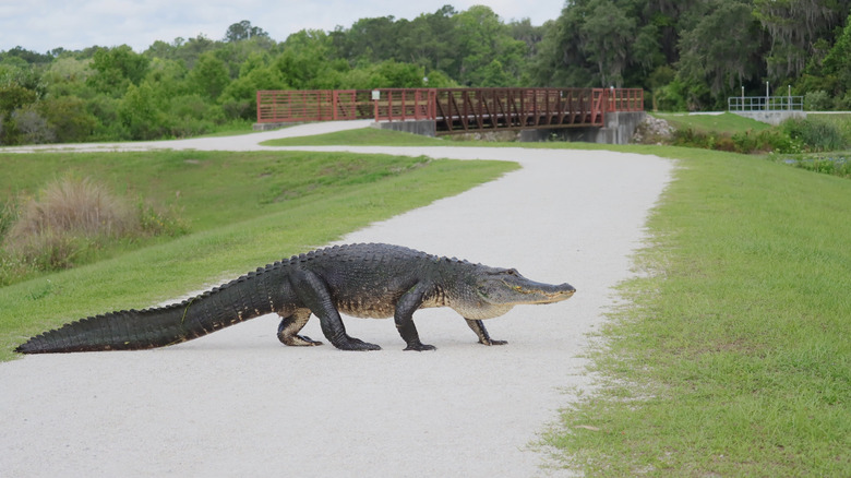 A Florida alligator walks across a sandy road