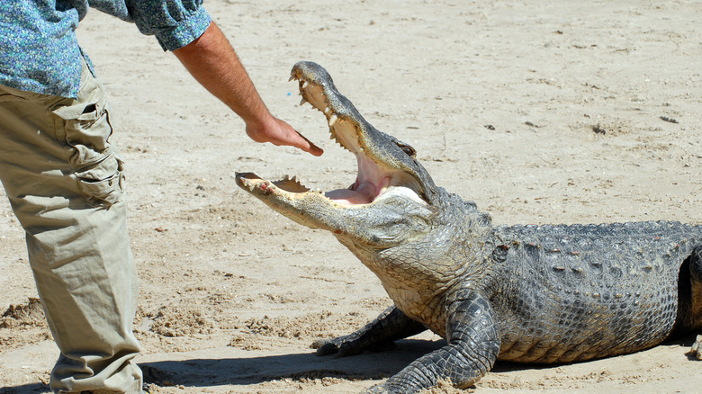 A man places his mouth inside the jaws of a Florida alligator