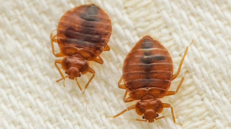 Two bed bugs on fabric