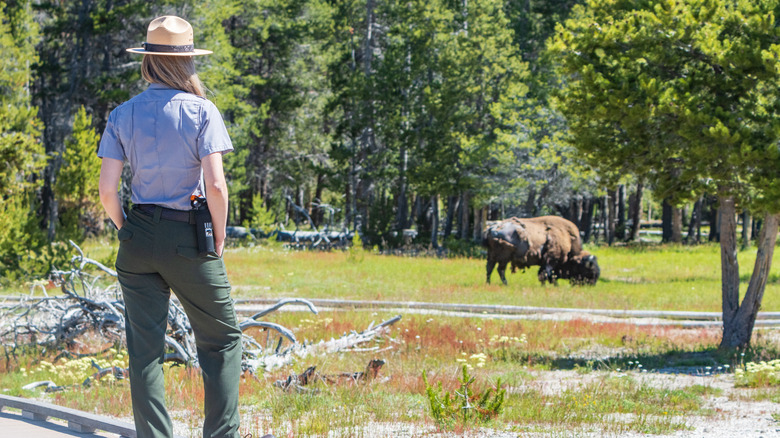 national park service ranger watching bison