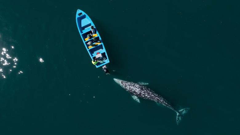 Whale next to blue boat