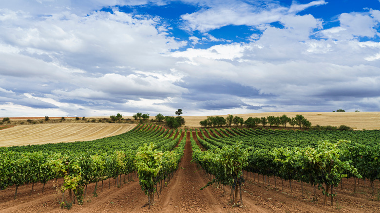 vineyard in Ribera del Duero