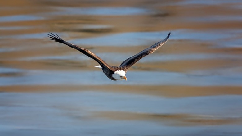 An eagle flies over the river in Starved Park