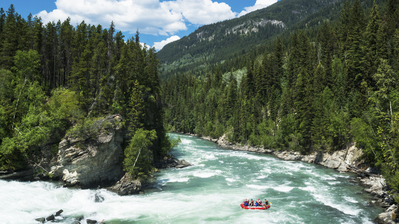 A whitewater rafting group on a river in a valley surrounded by pine trees
