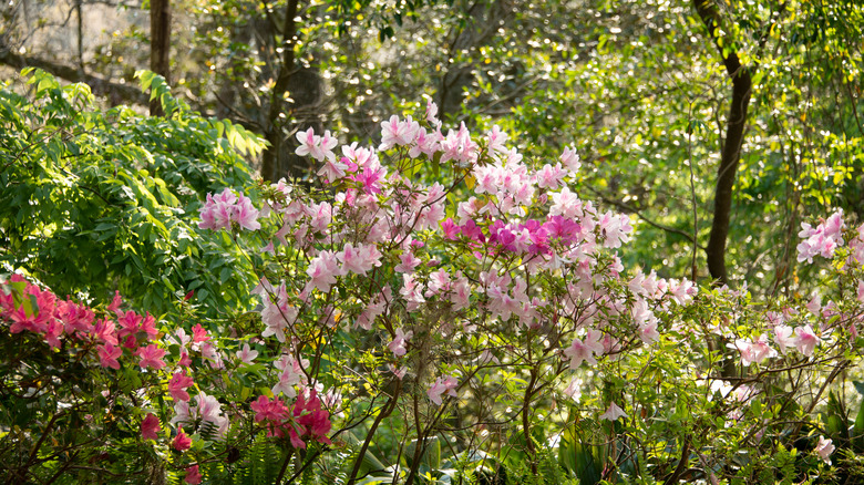 Colorful azaleas blooming at Ravine Gardens