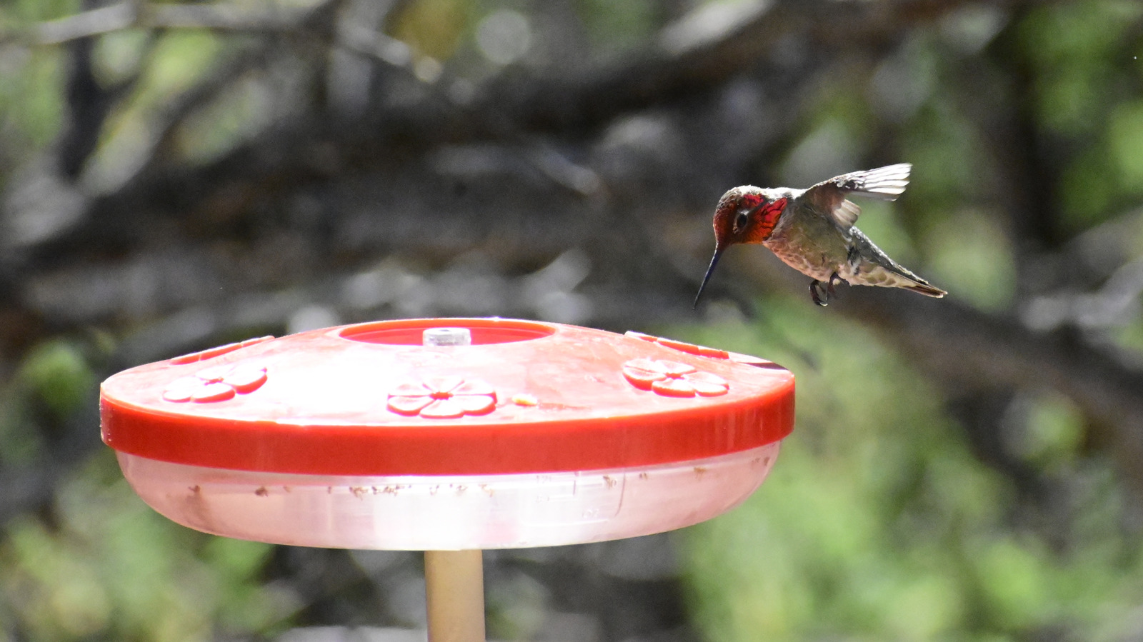 'The Hummingbird Capital Of The United States' Is An Overlooked Arizona City Packed With Art And History