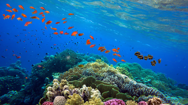 The Ideal Time Of Year To Visit Australia's Great Barrier Reef For The ...