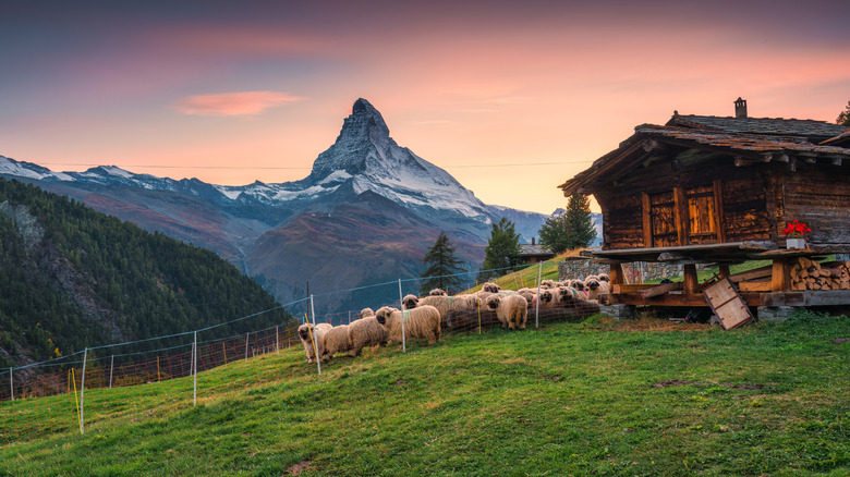 Sheep flock near a chalet on a Swiss hilltop at sunset.