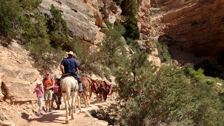 Hikers standing by as horseback riders pass