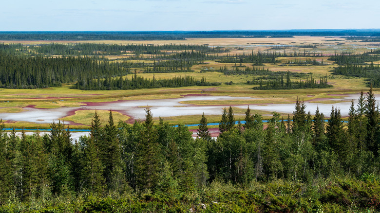 Crystalline desert salt plains shining in Wood Buffalo National Park