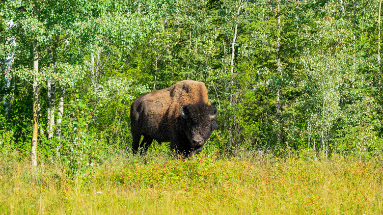 Wood bison grazing in a yellow meadow against green trees